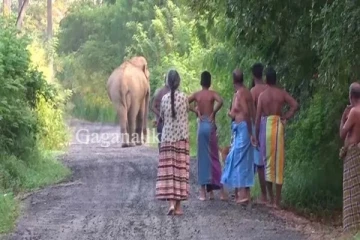 වන අලි ගම් වැදීම පාලනය කිරීම සදහා රජයේ වැඩපිළිවෙල මහවිලච්චියෙන් අරඹයි..