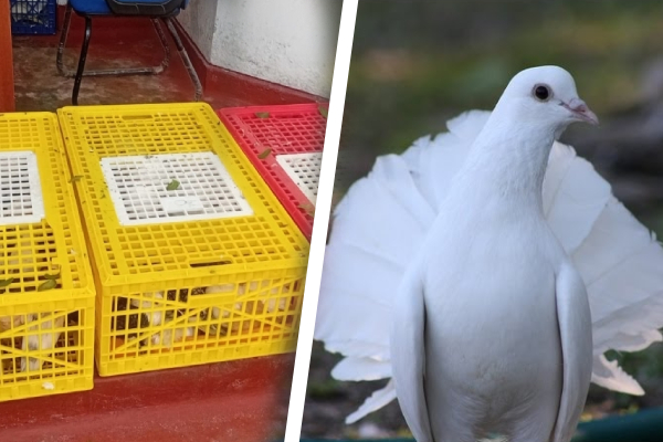 கடல்தாண்டி வந்த புறாக்கள்; யாழில் இளைஞர் மூவர் கைது | Pigeons Arrived From India3 Youths Arrested Jaffna