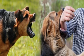 நாய் உங்களை கடிக்க வரும் போது எப்படி தப்பிப்பது? இதை மட்டும் பண்ணாதீங்க