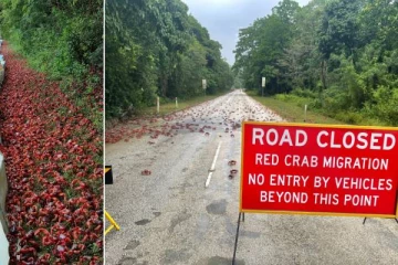 லட்சக்கணக்கான சிவப்பு நிற நண்டுகளுக்கு இனப்பெருக்கம் செய்ய பாதை அமைத்து கொடுத்த அரசாங்கம்