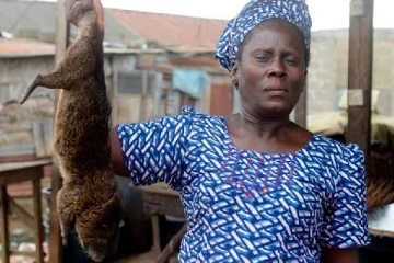 உலக நாடுகளை உலுக்கும் தொற்று... சீனா போன்று அதிரடி முடிவெடுத்த முக்கிய ஆப்பிரிக்க நாடு