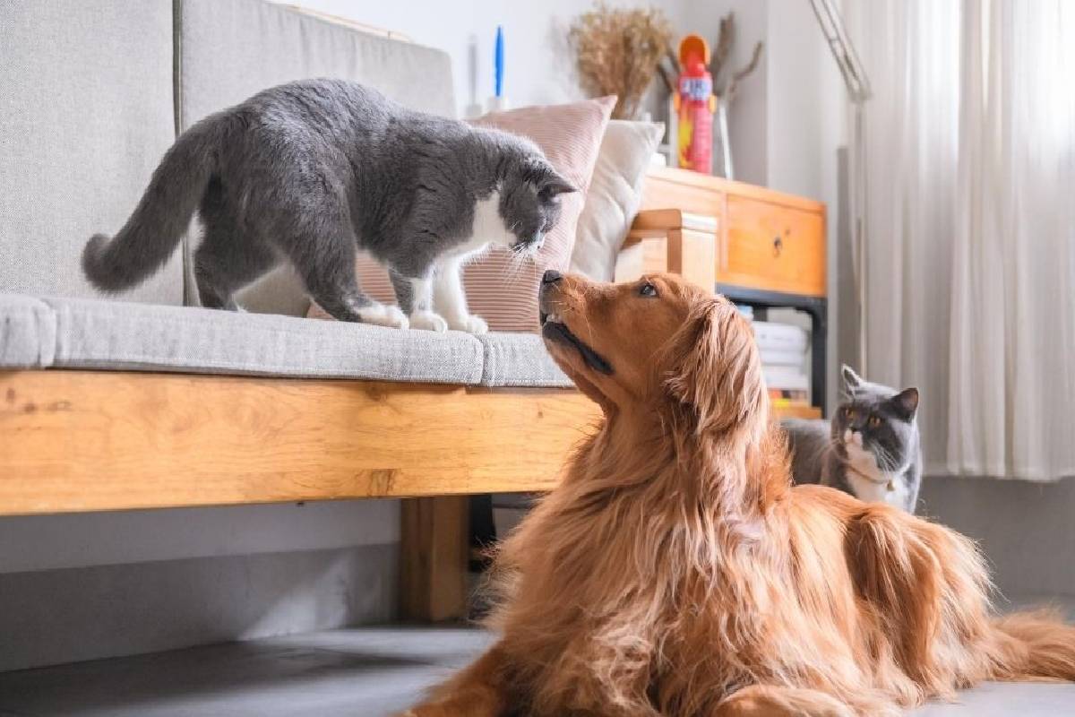 நாட்டில் விலங்குகளுக்கும் ஆபத்து ; வைத்தியர்கள் விடுத்துள்ள எச்சரிக்கை | Animals Are Also In Danger Death Doctors Warn நாட்டில் விலங்குகளுக்கும் ஆபத்து ; வைத்தியர்கள் விடுத்துள்ள எச்சரிக்கை | Animals Are Also In Danger Death Doctors Warn