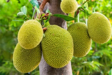 பலாக்காய் பறிக்கச் சென்ற இளம் தாய்க்கு நேர்ந்த சோகம்