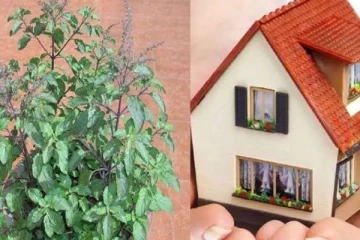 வாஸ்துப்படி இந்த 3 மாற்றங்களை செய்தால் போதும்! சகல செல்வங்களும் தேடி வருமாம்