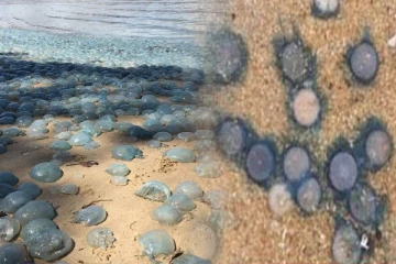 கொழும்பு புறநகர் கடற்கரையில் காத்திருக்கும் ஆபத்து - மக்களுக்கு எச்சரிக்கை