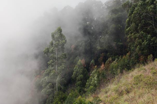 இலங்கைக்கு நான்காவது இடம்! எதற்கு தெரியுமா? | Deforestation Countries Sri Lanka Is Fourth Place