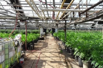 கனடாவில் 12000 கஞ்சா செடிகளை வளர்த்த 2 பேர் கைது