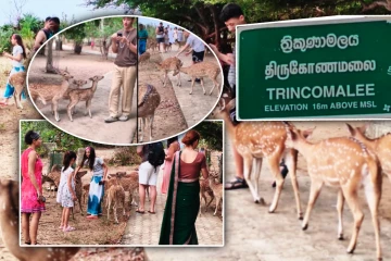 கூட்டம் கூட்டமாக நடமாடித் திரியும் மான்கள் - குவியும் சுற்றுலாப் பயணிகள்