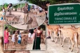கூட்டம் கூட்டமாக நடமாடித் திரியும் மான்கள் - குவியும் சுற்றுலாப் பயணிகள்