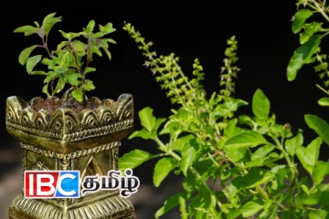 வீட்டில் துளசி செடி தானாக முளைத்தால் என்ன காரணம் தெரியுமா...!