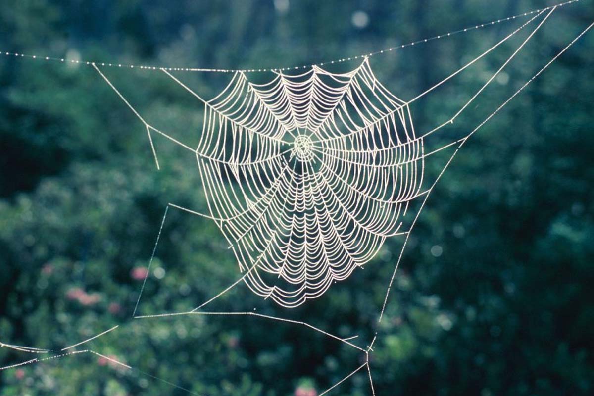 வீட்டில் சிலந்தி வலை கட்டினால் அதிர்ஷ்டமா? அபச குணமா? | Vastu Tips Spider Web Your House Good Or Bad Vibe வீட்டில் சிலந்தி வலை கட்டினால் அதிர்ஷ்டமா? அபச குணமா? | Vastu Tips Spider Web Your House Good Or Bad Vibe