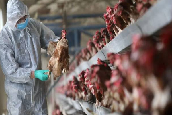 பிரித்தானியாவில் இரண்டு பேருக்கு பறவைக் காய்ச்சல் உறுதி! | Two People Confirmed Bird Flu In Britain