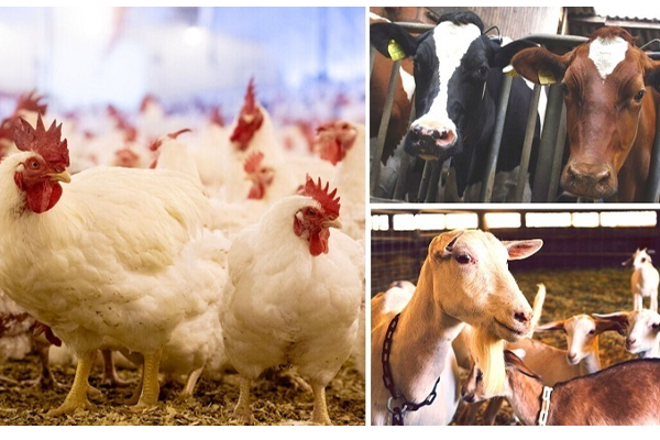 1 வருஷத்தில் சாப்பாட்டுக்காக அதிகம் கொல்லப்படும் உயிரினம் எது தெரியுமா? ஷாக் லிஸ்ட்! - தமிழ்நாடு