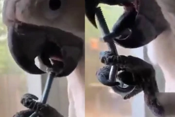 நாக்கால் வேக வேகமாக நட்டு போல்ட்டை கழட்டும் கிளி...மனிதர்களை திகைக்க வைத்த காட்சி