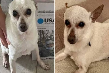 கின்னஸ் புத்தகத்தில் உலக சாதனைப் படைத்த நாய்!