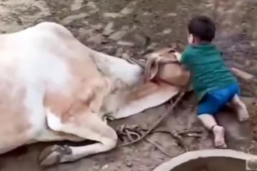 பசுவுடன் புரண்டு கொஞ்சி விளையாடும் குழந்தை! மனிதர்களையும் மிஞ்சிய பாசம்