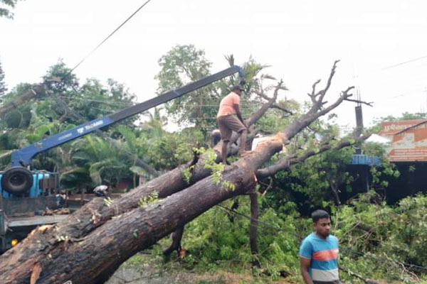 யாழில் ஏற்பட்ட பாரிய அசம்பாவிதம்: போக்குவரத்து தடை! | Tree Fell In Jaffna Causing Traffic Disruption