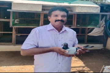 யாழில் இருந்து மாத்தறைக்கு ; சாதனை படைத்த புறா!
