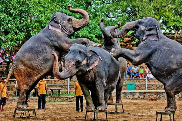 தெஹிவளை மிருகக்காட்சிசாலையை பார்வையிட சிறுவர்களுக்கு இலவசம்! | Dehiwala National Zoo Ticket Free