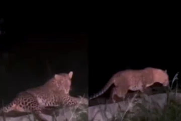 சாலையில் சாதாரணமாக படுத்து இருந்த சிறுத்தை! கதி கலங்க வைத்த காணொளி