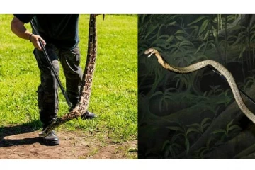 பாம்பு பிடிக்க ஒரு படிப்பு - விநோத பல்கலைக்கழகம்.. எங்கு இருக்கு தெரியுமா ?