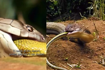 Viral Video: மலைப்பாம்பு ஒன்று மலைப்பாம்பை வேட்டையாடும் திகில் காட்சி