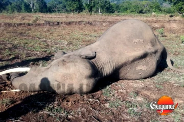 තේජමාන මහසිලු ඇතාත් යන්නම ගිහින් - මළ සිරුර හමුවෙයි