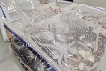 பேண்ட் உள்ளே உயிருடன் 100 பாம்பு - கையும் களவுமாக பிடித்த சுங்கத்துறை