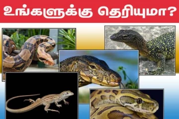 வாழ்நாள் முழுவதும் உறங்காத உயிரினம் எதுன்னு தெரியுமா? காரணத்தையும் தெரிஞ்சிக்கோங்க