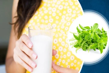 துளசி இலையை பாலில் கொதிக்க வைத்து குடிச்சு பாருங்க! இந்த நன்மைகள் எல்லாம் கிடைக்குமாம்