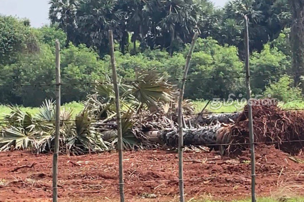வலி. வடக்கில் இராணுவத்தால் அழிக்கப்படும் பனை மரங்கள் | Palm Trees Destroyed By The Military In The North