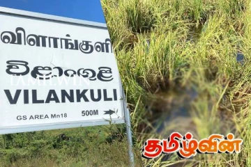 மன்னாரில் இறந்த நிலையில் காட்டு யானை மீட்பு