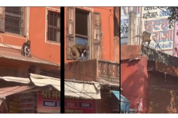 நாய்க்குட்டியைத் தூக்கிக்கொண்டு ஓடிய குரங்கு- வைரலாகும் அதிர்ச்சி வீடியோ