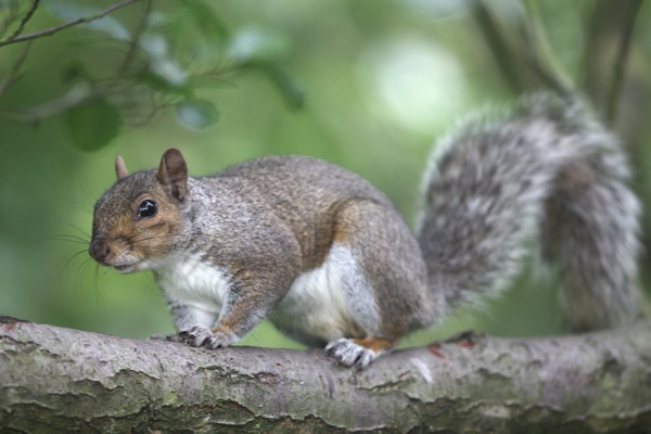 கருணைக் கொலை செய்யப்பட்ட அணில் - காரணம் என்ன தெரியுமா? - ஐபிசி தமிழ்