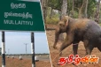 முல்லைத்தீவில் இறந்த நிலையில் யானைக்குட்டி மீட்பு