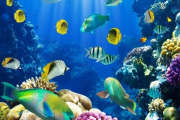 பசிபிப் பெருங்கடலில் முதன்முதலாக கண்டறியப்பட்ட அரியவகை உயிரினம்!