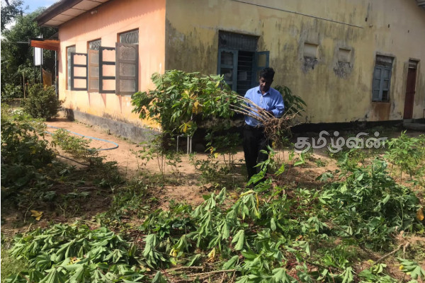 பயிர்களைத் துவசம் செய்த காட்டுயானை (Photos) | Wild Elephant That Washed The Crops