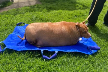 53 கிலோ எடையுடன் உயிரிழந்த நாய் - உரிமையாளருக்கு சிறை!