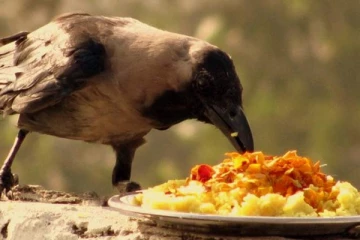 அபூர்வ சித்த நூல்களில் சொல்லப்பட்ட காகங்கள் பற்றிய ரகசியங்கள்