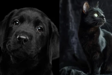 வீட்டில் கருப்பு நிற செல்லப்பிராணிகள் வளர்த்தால் தீய சக்திகள் விலகுமா?