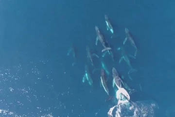 பெண் திமிங்கலத்தை காதல் வலையில் வீழ்த்த படையெடுத்த 15 ஆண் திமிங்கலங்கள்