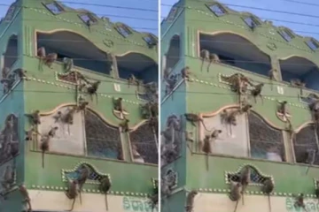 சாப்பாட்டுக்காக குரங்குகள் செய்த அலப்பறை! திணறிப் போன உரிமையாளர் செய்தது என்ன?