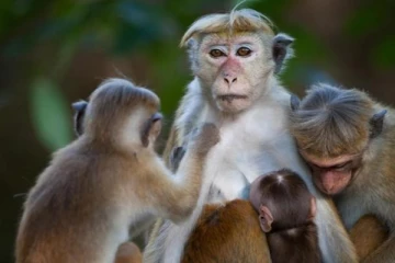 முல்லைத்தீவு பாடசாலை தண்ணீர் தொட்டிக்குள் காத்திருந்த அதிர்ச்சி; புலம்பும் பெற்றோர்கள்!