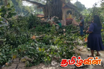 கந்தளாய் வைத்தியசாலைக்கு முன்பாக முறிந்து விழுந்த பாரிய மரம்