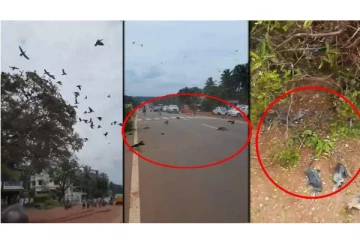 பலரையும் கொந்தளிக்க வைத்த செயல்! இரக்கமில்லாமல் கொல்லப்பட்ட பறவைகள்; வைரல் வீடியோ