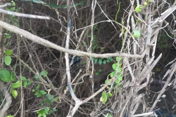 யாழ்ப்பாணத்தில் பற்றைக்குள் இருந்து மீட்கப்பட்ட சடலம் : காவல்துறை வெளியிட்ட தகவல்