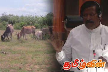 வன்னியில் ஏறக்குறைய 370000 கால்நடைகள்; மேச்சல்தரவை இன்மையால் வளர்ப்பாளர்கள் அவதி - ரவிகரன் எம்.பி