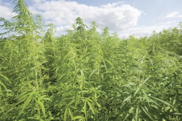 ஏக்கர் கணக்கில் பயிரிடப்பட்ட கஞ்சா செடிகள் ; சந்தேகநபர் கைது