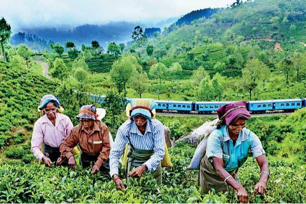 இலங்கையின் தேயிலைத்துறை பாதுகாக்க ஒப்பந்த பயிர்செய்கை முறை உதவும்! ஆய்வில் வெளியான தகவல் | Srilanka Crisis Political Situation Rajapaksa