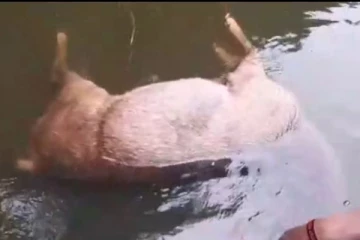 குளத்தில் மிதக்கும் மரைகள்: தீவிரமடையும் விசாரணைகள்(Photos)